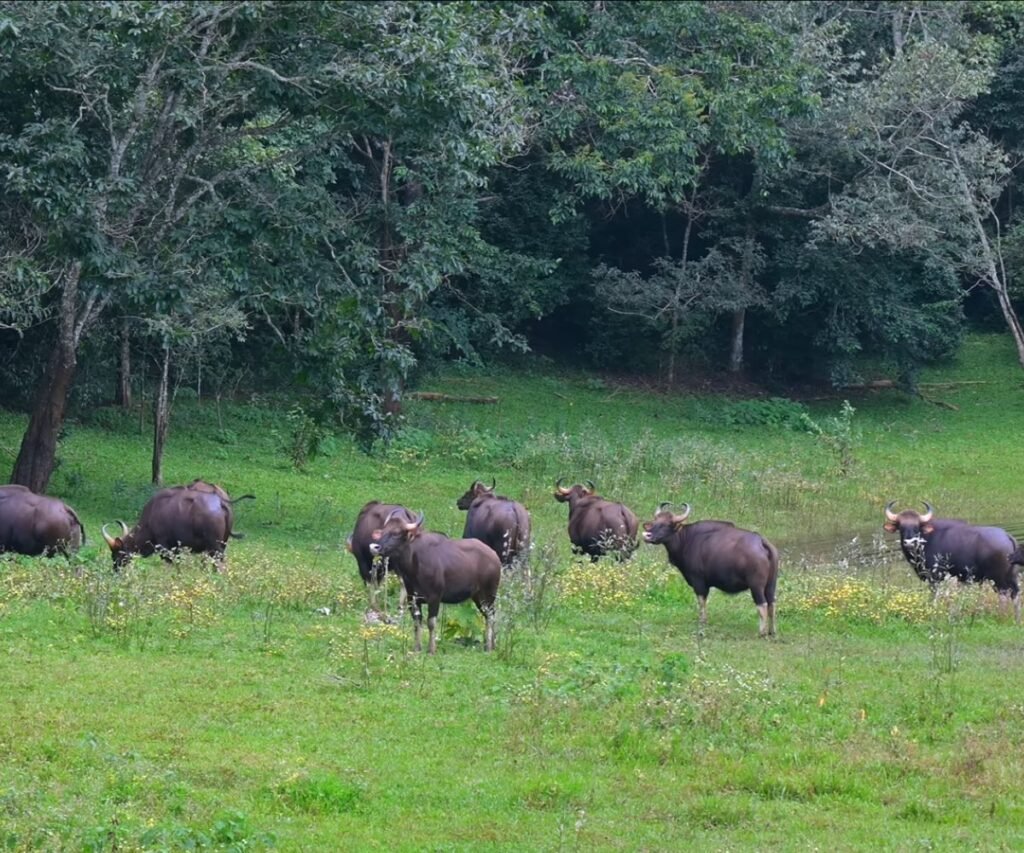 periyar forest