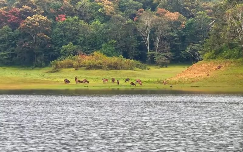 Boat ride at thekkady